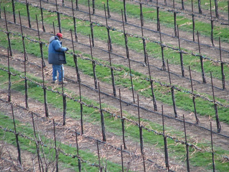 Work was ongoing in the vineyard while the partying was going on in the tasting room!